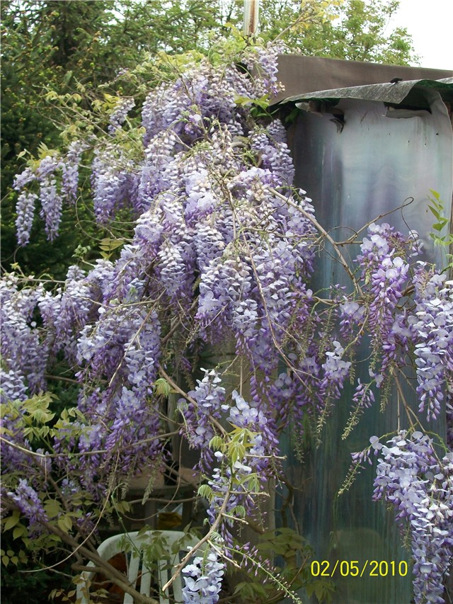 glicinija - lat. Wisteria